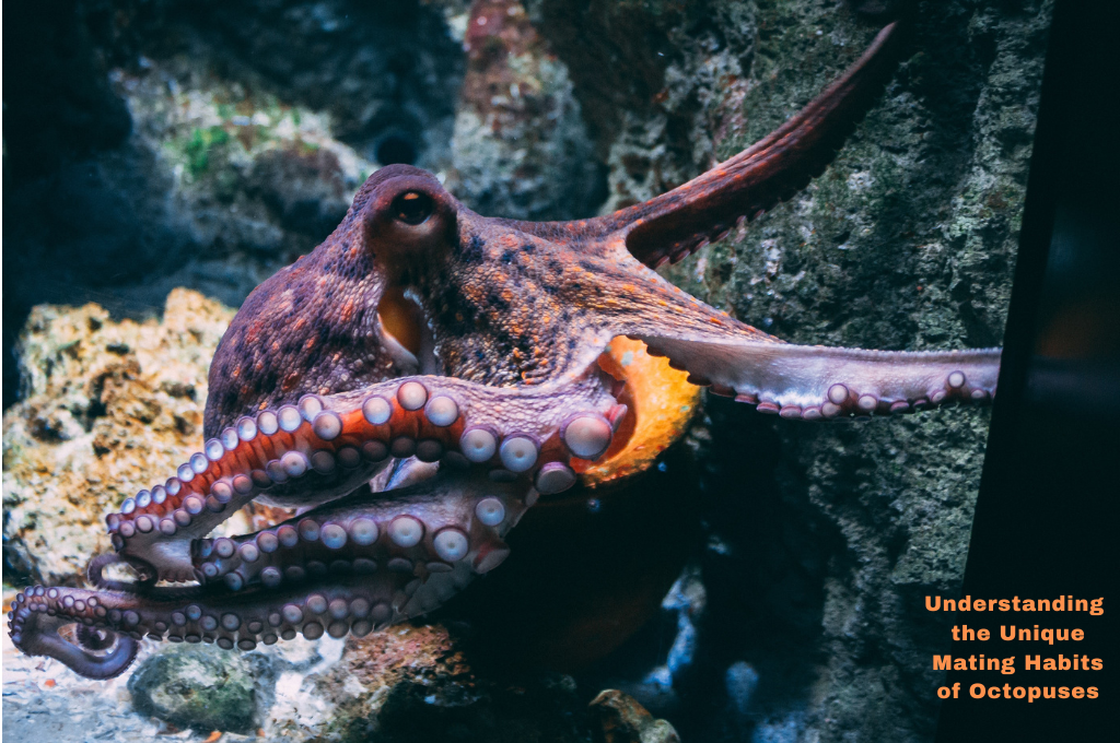 how to octopus mate