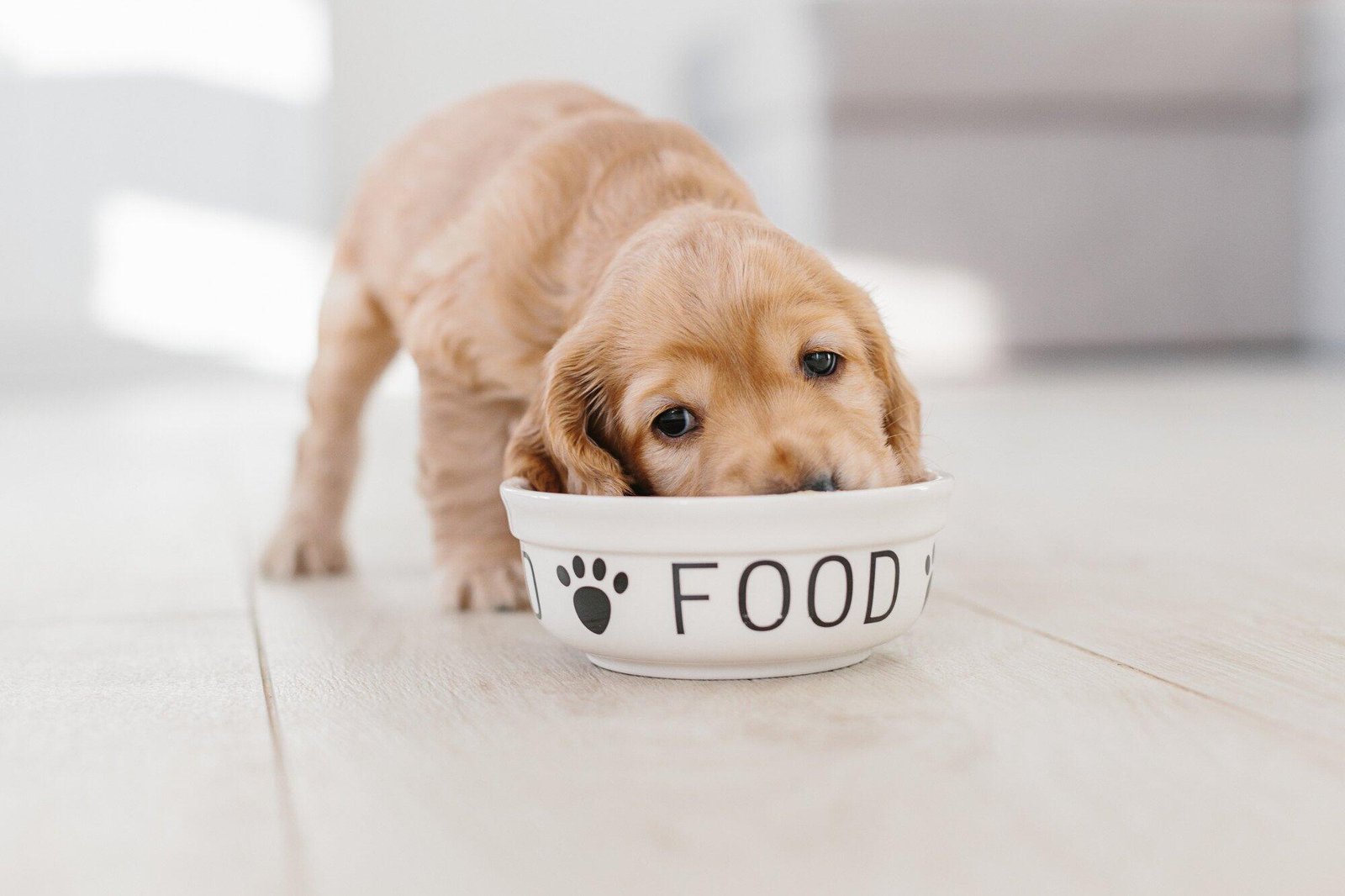 Affordable Healthy Dog Food